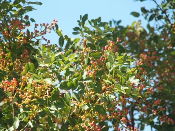 Pistacia terebinthus (Anacardiaceae)